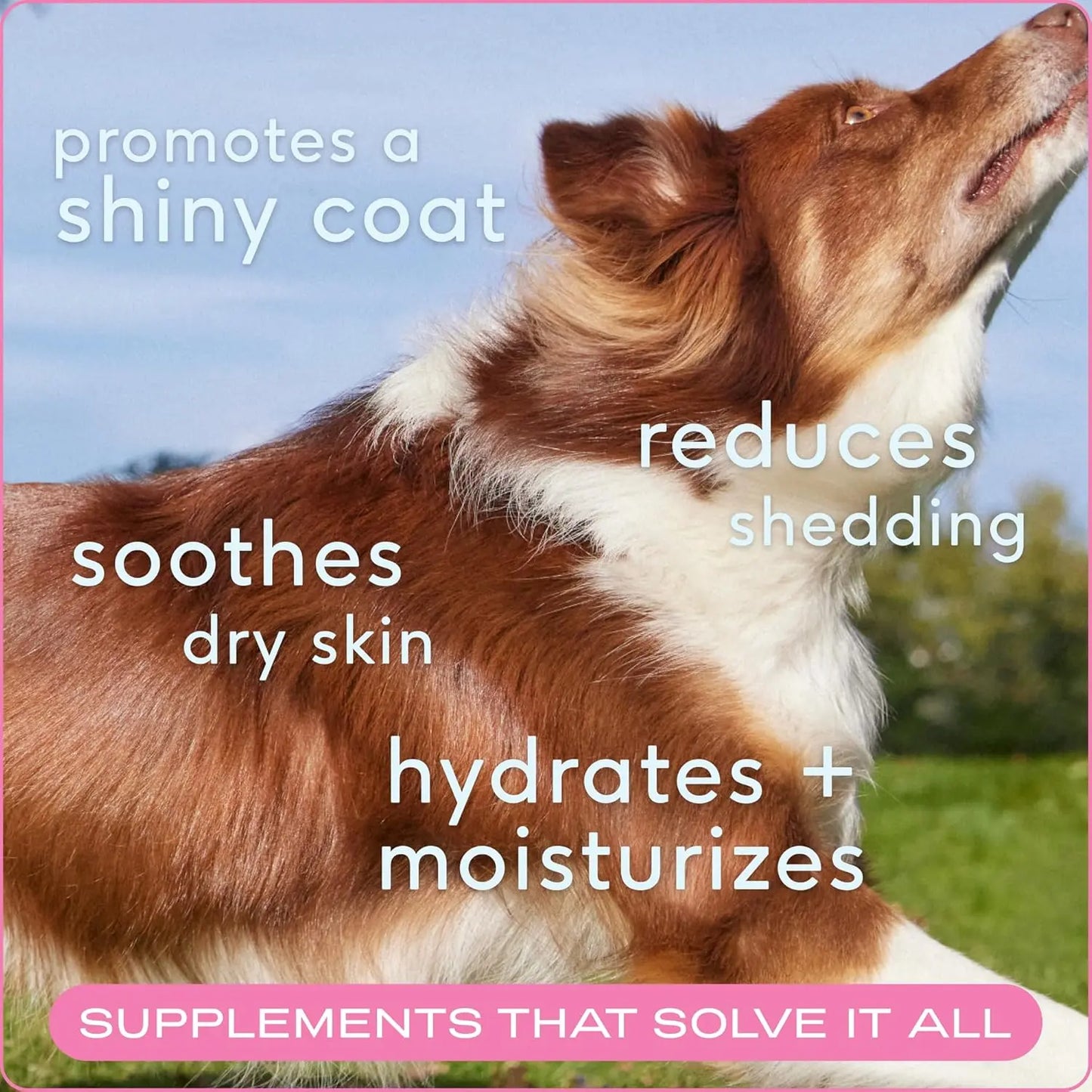 Native Pet Omega Skin & Coat Chews for Dogs - 30 Soft Chews with Omega-3 Fish Oil & Wild-Caught Salmon Oil for Healthy, Shiny Fur & Reduced Shedding