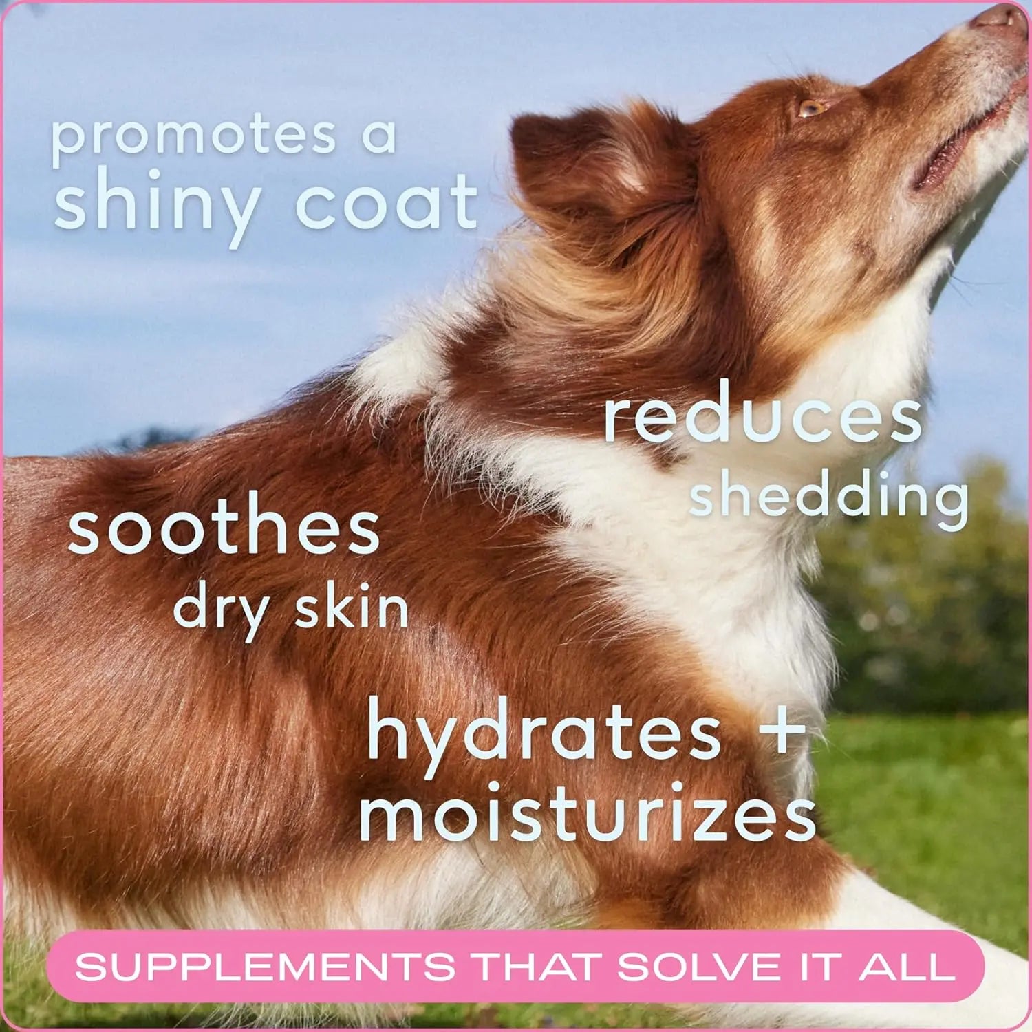 Native Pet Omega Skin & Coat Chews for Dogs - 30 Soft Chews with Omega-3 Fish Oil & Wild-Caught Salmon Oil for Healthy, Shiny Fur & Reduced Shedding